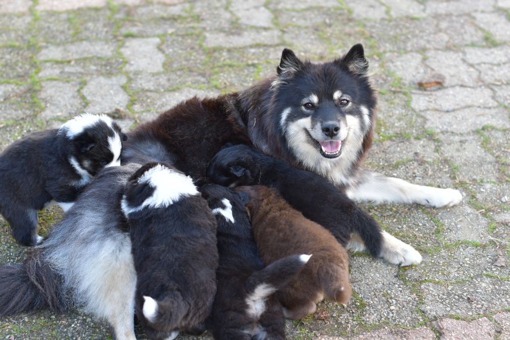 chiot Chien finnois de Laponie Tähtien Laakso