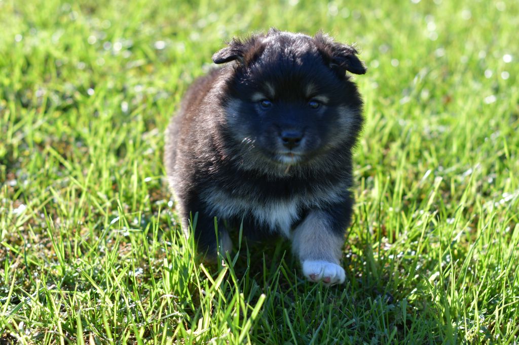 Tähtien Laakso - Chiot disponible  - Chien finnois de Laponie