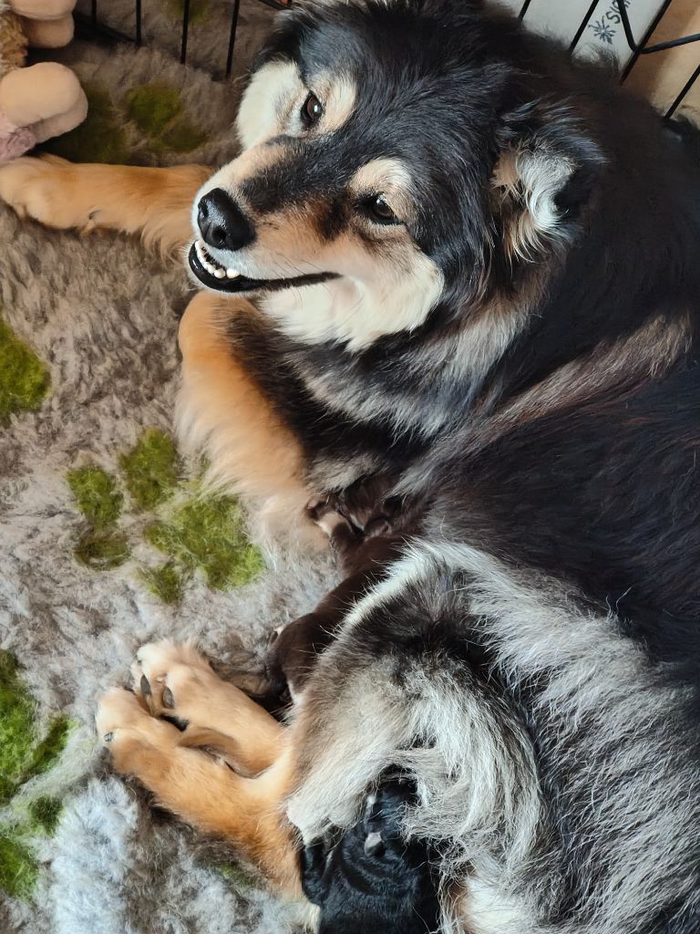 Tähtien Laakso - Chien finnois de Laponie - Portée née le 24/04/2025