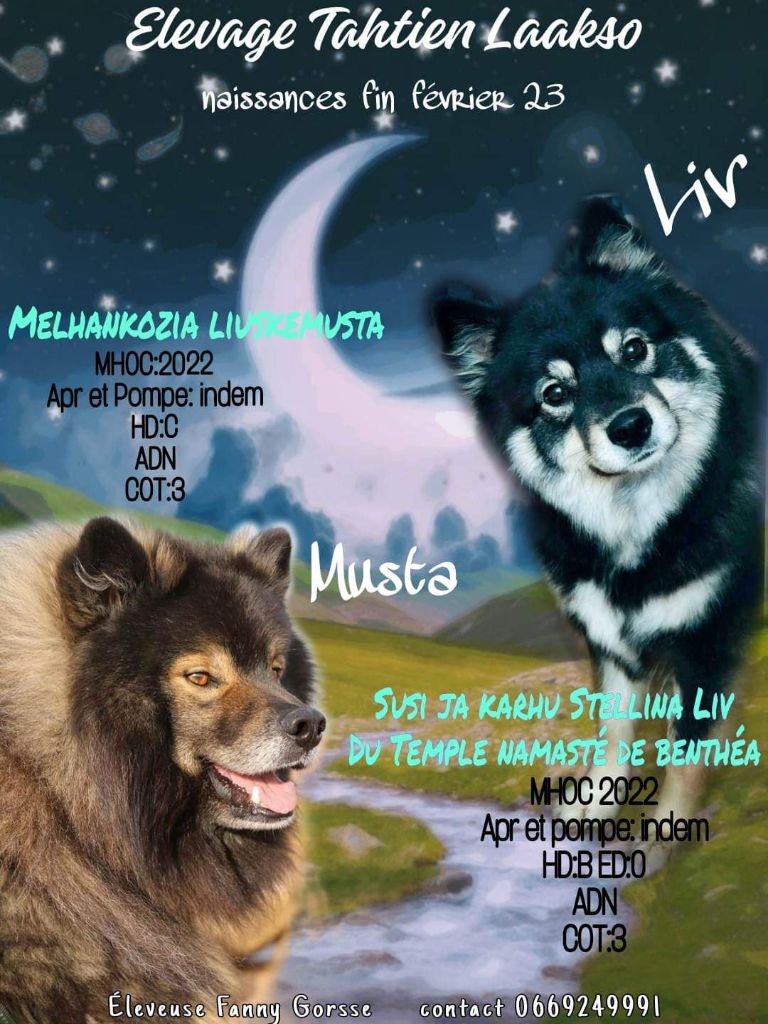 Tähtien Laakso - Chien finnois de Laponie - Portée née le 19/02/2023